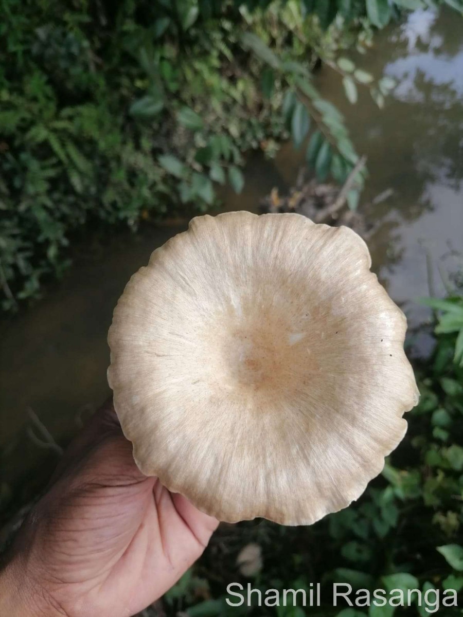 Lentinus sajor-caju (Fr.) Fr. (1838)